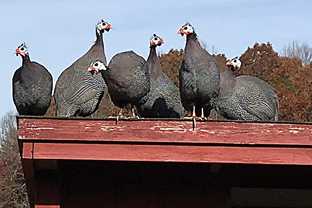 Guinea Fowl on Roof