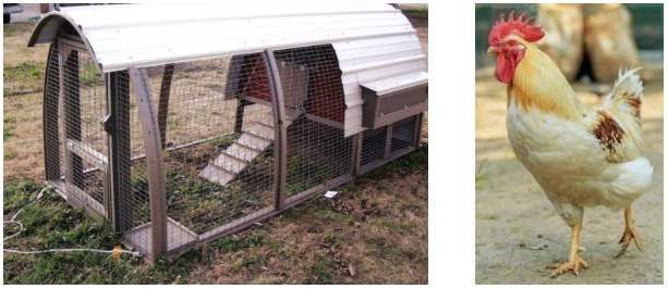 Pet Chickens - Raising Chickens in your Backyard