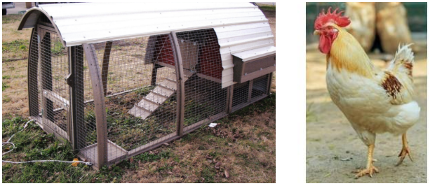 Chicken Coop and Chicken 