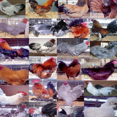 Bantam Chickens for Sale