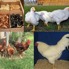 Meat / Broiler Chickens