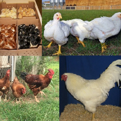 Meat / Broiler Chickens for Sale