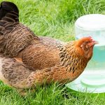 Chicken Drinking Water