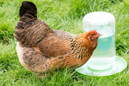 Chicken Drinking Water