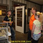 baby chicks for sale