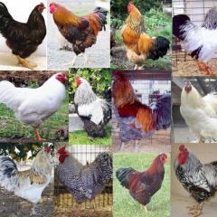 Cold Weather Chickens