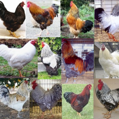 Cold Weather Chickens for Sale