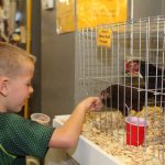 hand feeding chickens