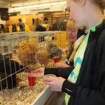 hand feeding chickens