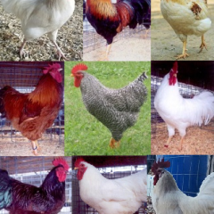 Hot Weather Chickens