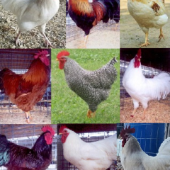 Hot Weather Chickens for Sale