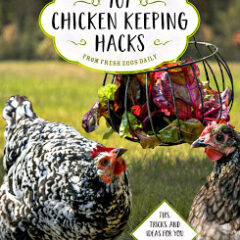 101 Chicken Keeping Hacks from Fresh Eggs Daily