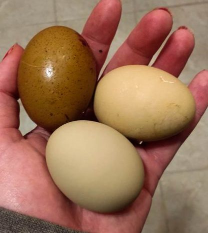 Olive Egger eggs ( 1st-3rd generation eggs)