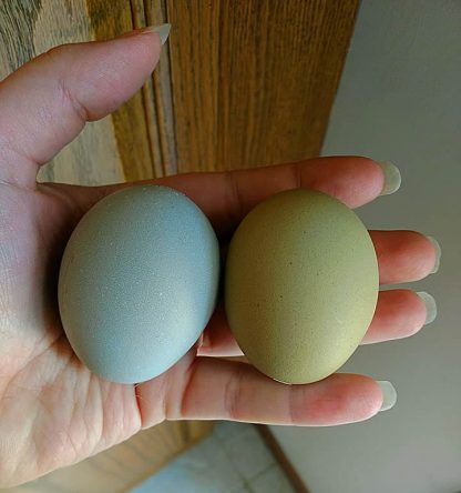 Olive Egger eggs ( 1st-3rd generation eggs)