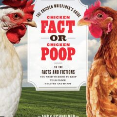 Chicken Fact or Chicken Poop by Andy Schneider