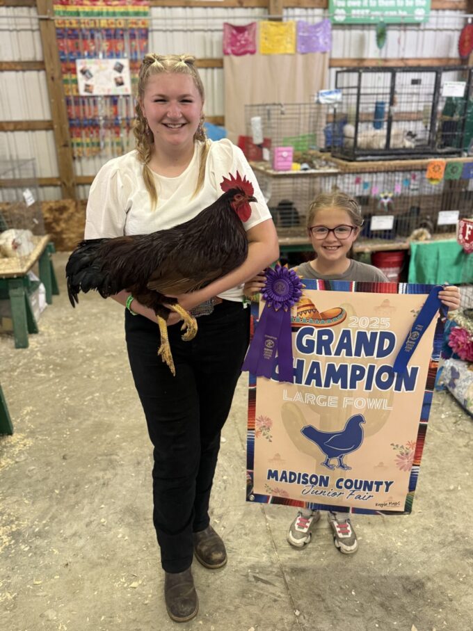 Rhode Island Red Chicken (Exhibition Type) - Image 54