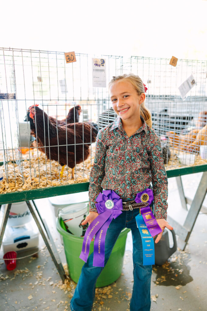 Rhode Island Red Chicken (Exhibition Type) - Image 55