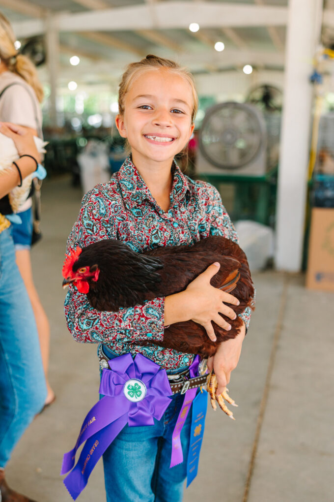 Rhode Island Red Chicken (Exhibition Type) - Image 56