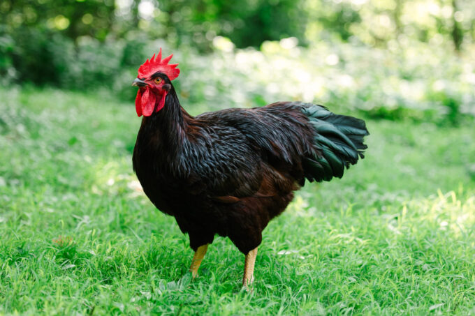 Rhode Island Red Chicken (Exhibition Type) - Image 58