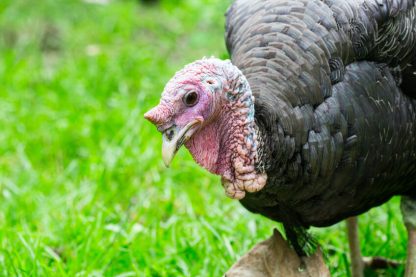 Black Slate Turkey