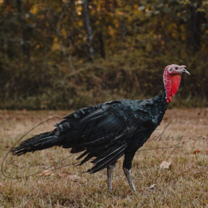 Black Slate Turkey