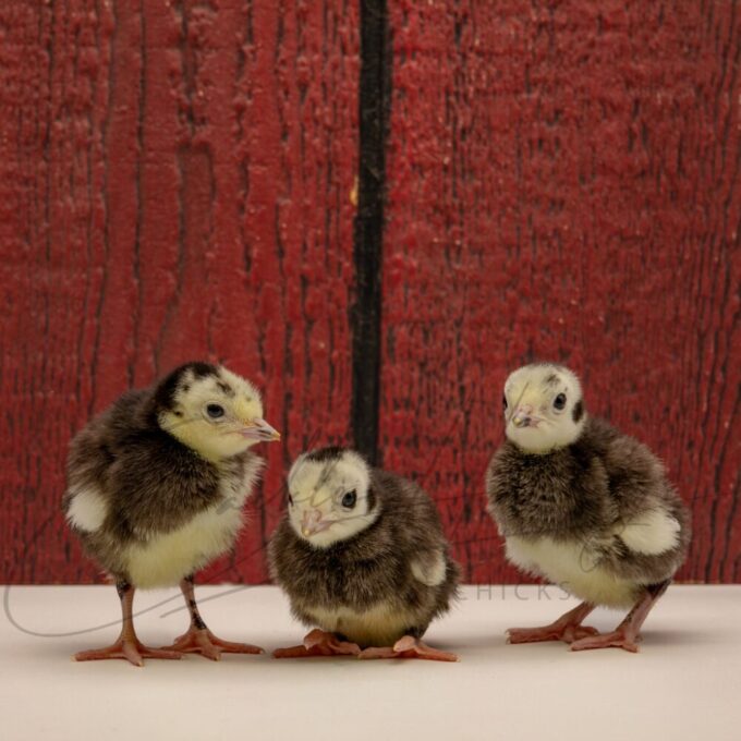 Black Slate Turkey - Image 4