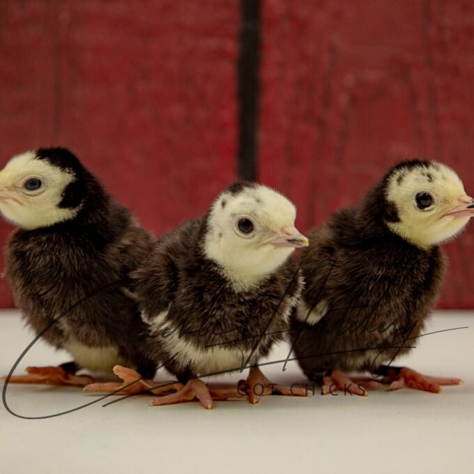 Black Spanish Turkey Chicks