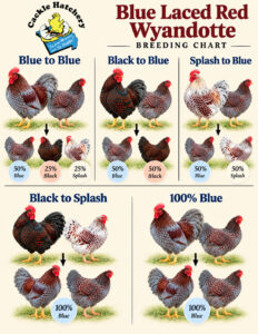 Blue Laced Red Wyandotte breeding chart showing rooster and hen pairings for blue, black, and splash varieties, with expected offspring color percentages.
