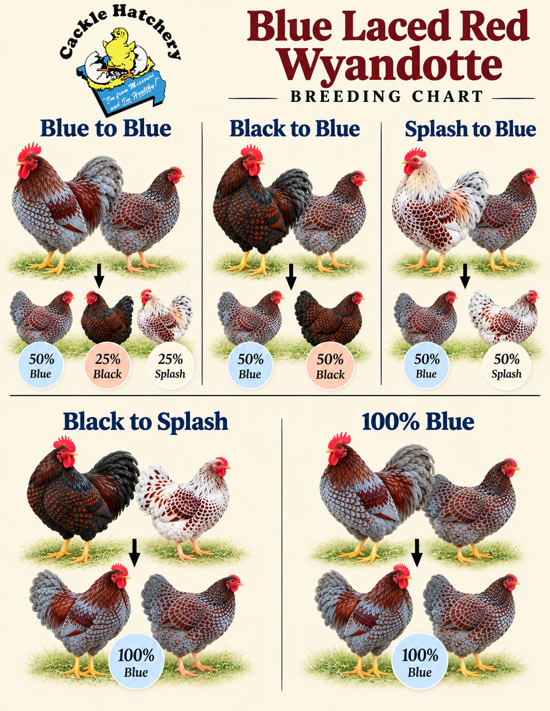Blue Laced Red Wyandotte breeding chart showing rooster and hen pairings for blue, black, and splash varieties, with expected offspring color percentages.
