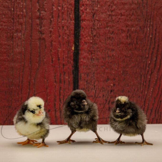 Crazy Cackle Toppies - Image 3