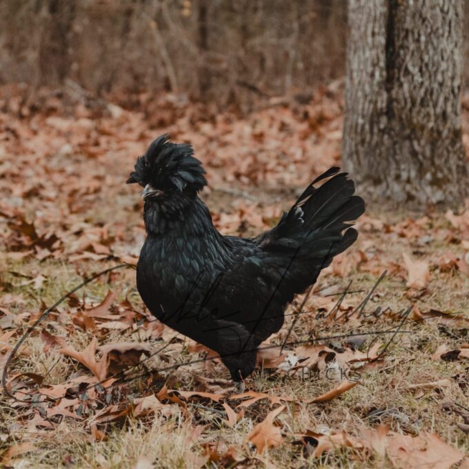 Crazy Cackle Toppie Hen
