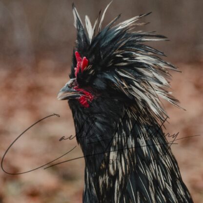 Crazy Cackle Toppies - Image 9
