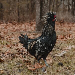 Crazy Cackle Toppie Rooster