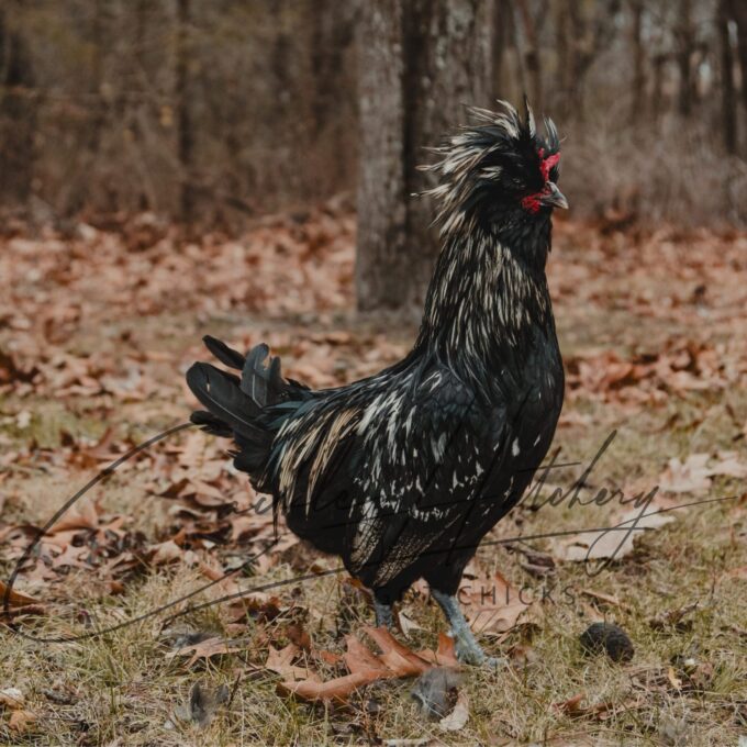 Crazy Cackle Toppie Rooster