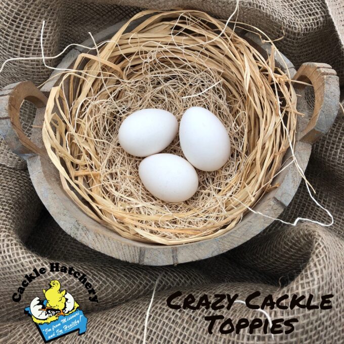 Crazy Cackle Toppies Eggs