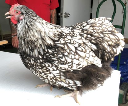 Silver Laced English Orpington Chicken - Image 16