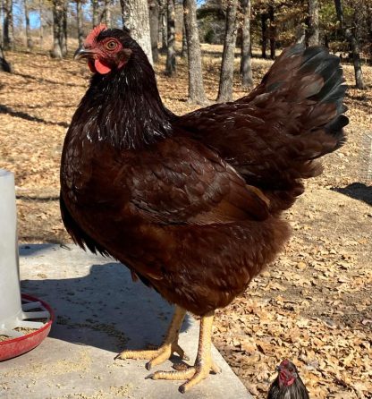 Exhibition Rhode Island Red