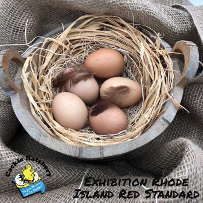 Exhibition Rhode Island Red Eggs