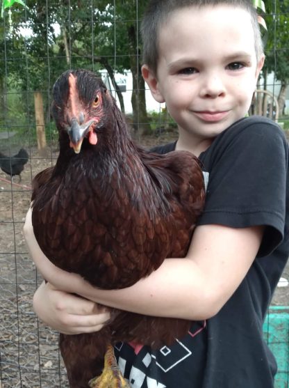 Exhibition Rhode Island Red Chicken