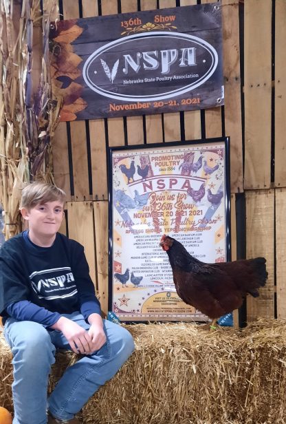 Exhibition Rhode Island Red