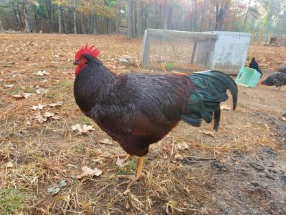 Exhibition Type Rhode Island Red