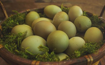 Olive Egger eggs ( 1st-3rd generation eggs)