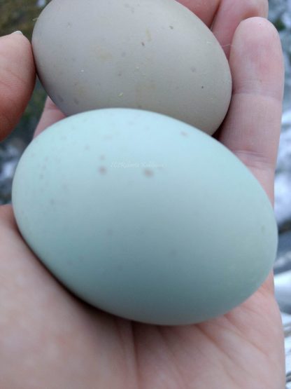 Olive Egger eggs ( 1st-3rd generation eggs)