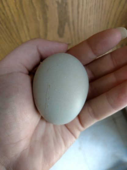 Olive Egger eggs ( 1st-3rd generation eggs)