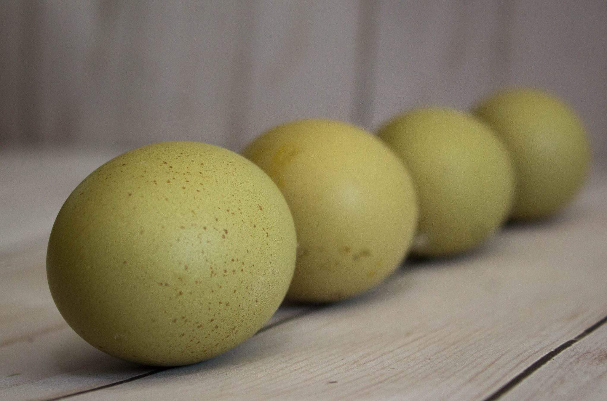 Olive Egger eggs ( 1st3rd generation eggs) Cackle Hatchery