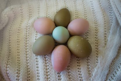 Olive Egger eggs ( 1st-3rd generation eggs)