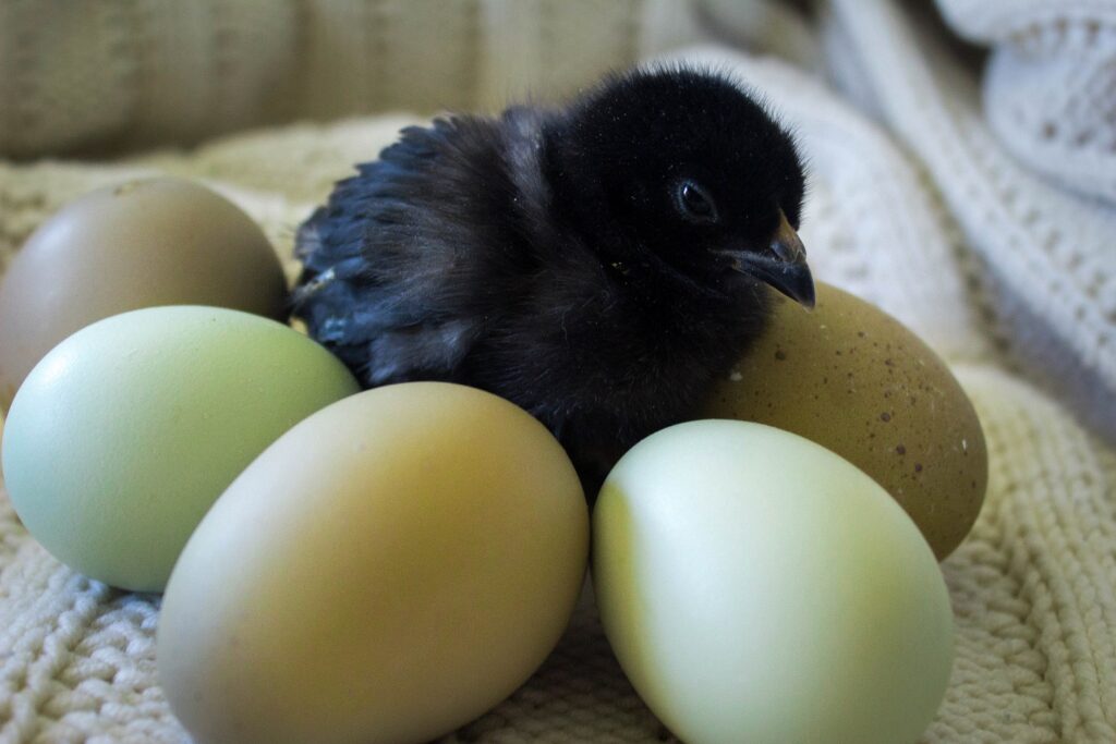 Olive Egger eggs ( 1st3rd generation eggs) Cackle Hatchery