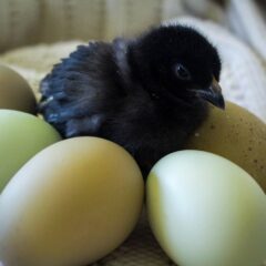 Olive Egger eggs ( 1st-3rd generation eggs)