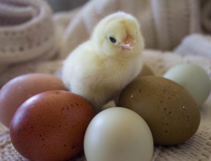 Olive Egger eggs ( 1st-3rd generation eggs)