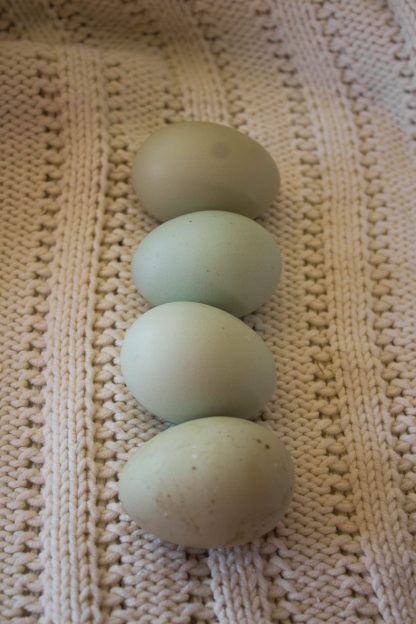 Olive Egger eggs ( 1st-3rd generation eggs)